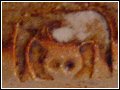 Mousehole Pottery Mark