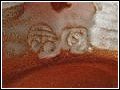 Wenford Bridge Pottery Mark - Michael Cardew and Seth Cardew